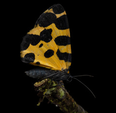 Pantherodes