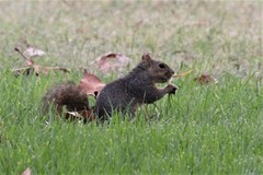 Sciurus niger