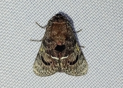 Brachycodilla carmen