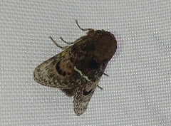 Brachycodilla carmen