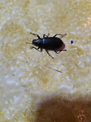 Alobates pensylvanicus