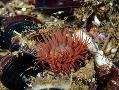 Actinia