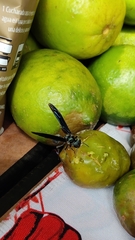 Synoeca septentrionalis