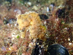 Hippocampus hippocampus