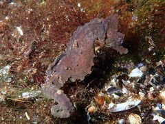 Hippocampus hippocampus