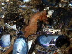 Hippocampus hippocampus