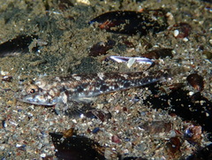 Pomatoschistus marmoratus