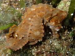 Hippocampus hippocampus