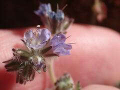 Phacelia distans