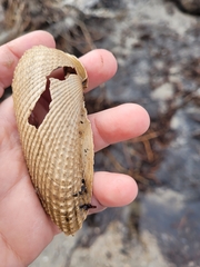 Cyrtopleura