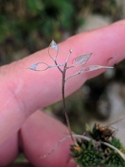Draba aizoides aizoides