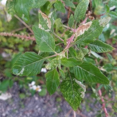 Agromyzidae