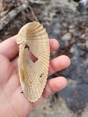 Cyrtopleura