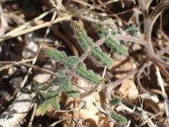 Phacelia distans