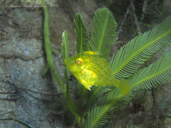 Stephanolepis hispida