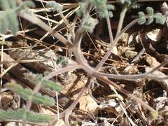 Phacelia distans