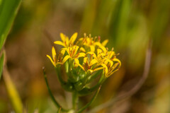 Quinchamalium chilense