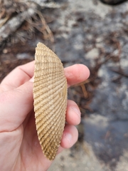 Cyrtopleura
