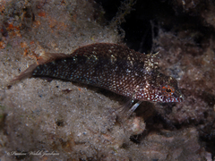 Malacoctenus macropus
