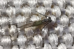 Aphididae
