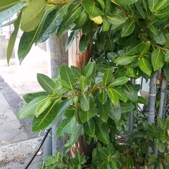 Ficus