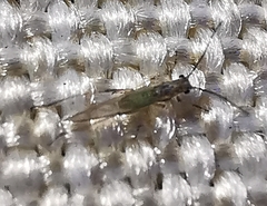 Aphididae