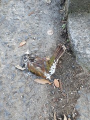 Chrysococcyx lucidus