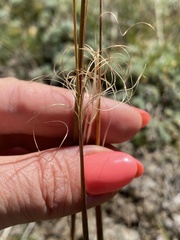 Stipa capillata