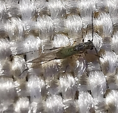 Aphididae