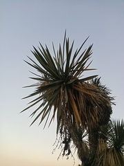 Yucca filifera