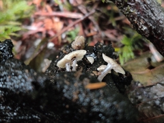 Asterophora parasitica