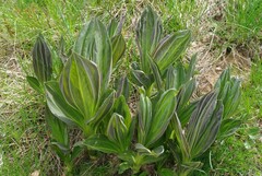 Gentiana lutea