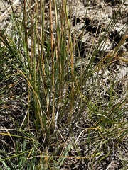 Stipa capillata