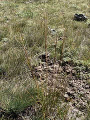 Stipa capillata