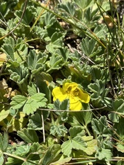 Potentilla acaulis