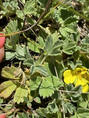 Potentilla acaulis