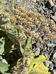 Heracleum dissectum