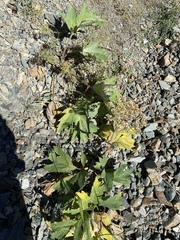 Heracleum dissectum