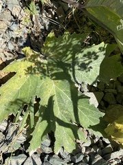 Heracleum dissectum