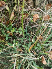 Polygaloides chamaebuxus
