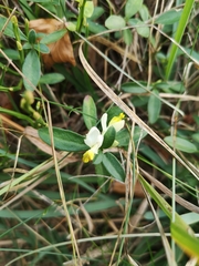 Polygaloides chamaebuxus