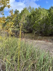 Cladium mariscus