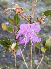 Rhododendron ledebourii