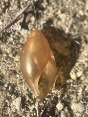 Euglandina rosea