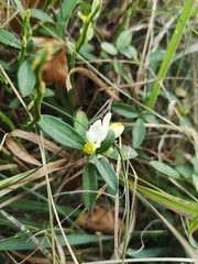 Polygaloides chamaebuxus