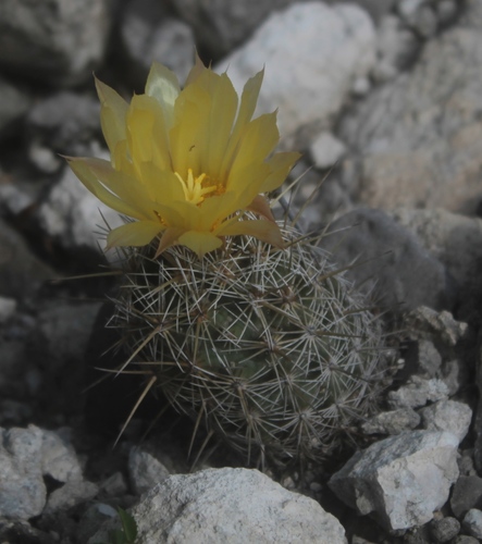 Coryphantha glanduligera