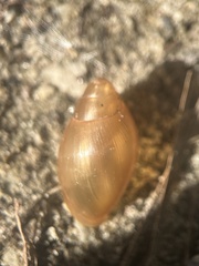 Euglandina rosea