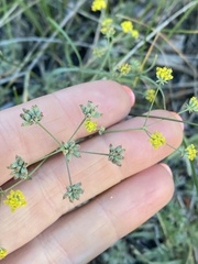 Bupleurum