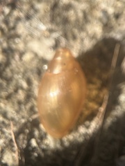 Euglandina rosea