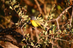 Telophorus sulfureopectus